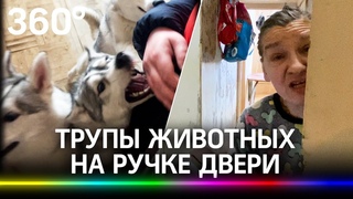 Животный каннибализм в квартире: хаски грызут кошек. Хозяйка оставляет трупы животных на ручке двери