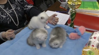 Как проверить, что котенок чистопородный