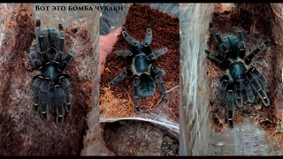 Разведение Ornithoctonus sp. Khao Sok