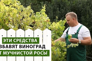 ЛОЖНАЯ МУЧНИСТАЯ РОСА (МИЛДЬЮ) НА ВИНОГРАДЕ. МЕТОДЫ БОРЬБЫ.