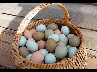Куры породы АМЕРАУКАНА , снесли первое яйцо/// зелёное яйцо