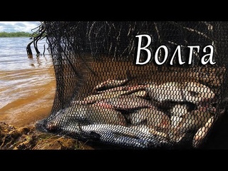 Река Волга. Чехонь блестит в садке и не только.
