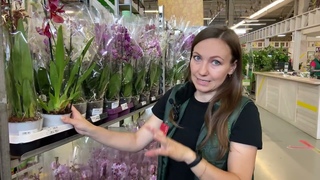 Огромная поставка горшечных растений в Гринвилль! Приглашаем на экскурсию по торговому залу!