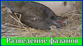 РАЗВЕДЕНИЕ ФАЗАНОВ.САМКА ФАЗАНА ВЫВОДИТ ЦЫПЛЯТ.СОВЕТЫ НАЧИНАЮЩИМ.