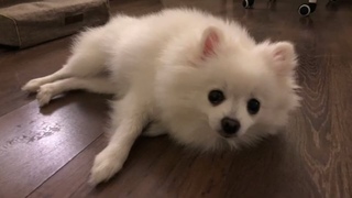 A Spitz girl named Gina on the Frosya Glash and Dunyasha channel