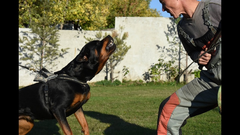 Working dog Rottweilers of the kennel SIBIRSKAYA