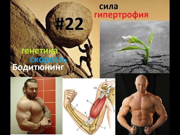 Бодитюнинг. День, 22. Виды силы. Гольджи. Сухожилия.