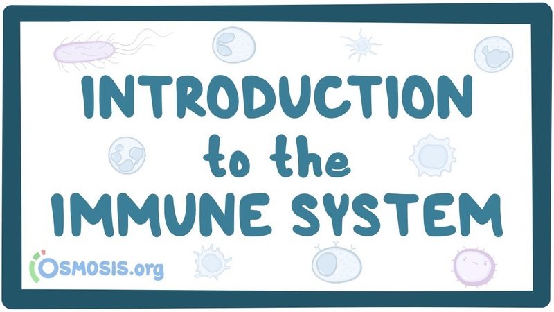Introduction to the immune