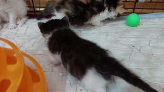 Котята. #cat #котик #animals #animalpets #котятаманчкин #котятанапродажу котя