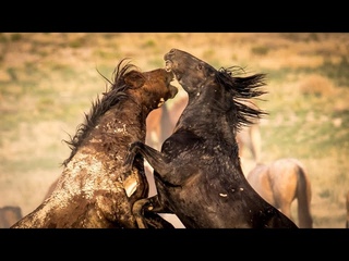 Wild Horses in Action Wild Mustang Stallions of the West by Karen King
