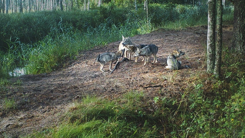 The summer life of a Wolf Pack: from den to hunt