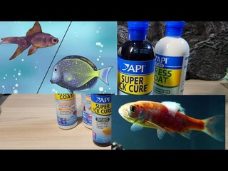 Trị bệnh ĐỐM TRẮNG (Ick) và NGỨA CỌ SÁT ở cá nước Ngọt & Mặn| Phần 1: API Super Ick cure