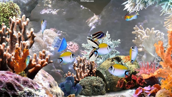 Aquariums Aquantika 3 D Realistic