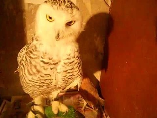 Полярная сова и Сипуха ирают, ласкаются - Snowy Owl and Barn Owl plays