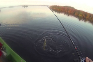 Fishing for pike with Salmo Fatso 10 Crank
