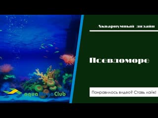 Аквариум псевдоморе - запуск и оформление своими руками
