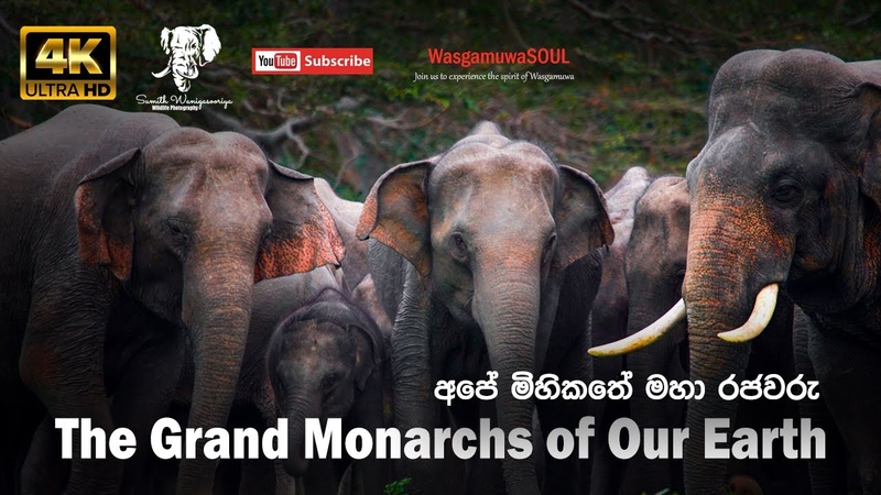 Top 5 Nail Biting Elephant Moments, BBC