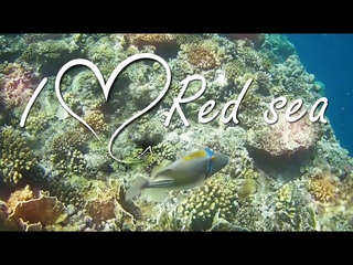 REA SEA - MARSA ALAM - Reef Club Calimera Akassia Swiss Resort