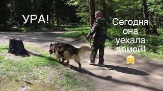 Готовимся к ОСОБЕННОМУ Фестивалю! А кто-то уехал домой... ПРИЮТ больших собак “Верность“
