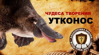 Утконос | Чудеса творения