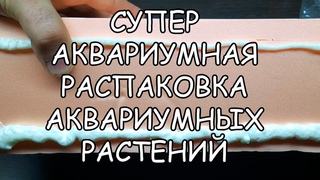 СУПЕР АКВАРИУМНАЯ РАСПАКОВКА АКВАРИУМНЫХ РАСТЕНИЙ