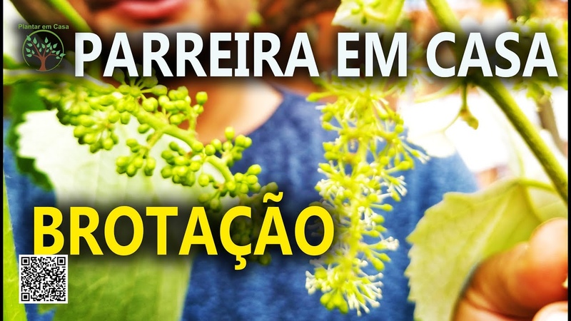 Parreira de Uvas em Casa Cuidados na Brotação e