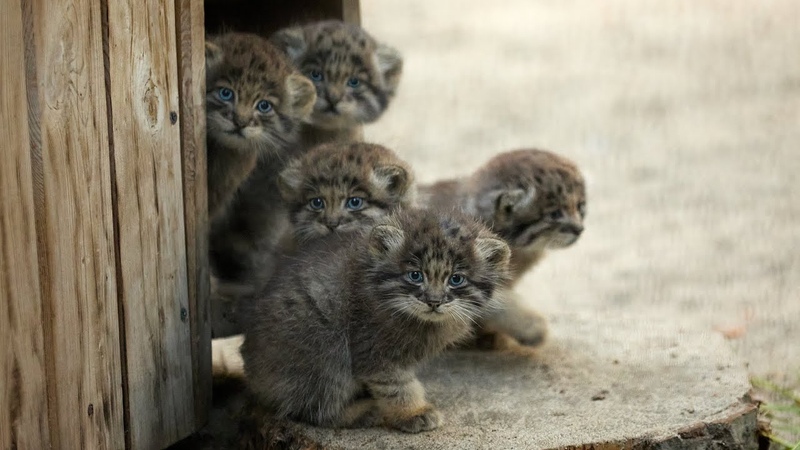 Funny Pallass cat kitten explores the