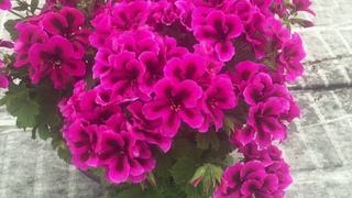 Regalia Purple - Pelargonium