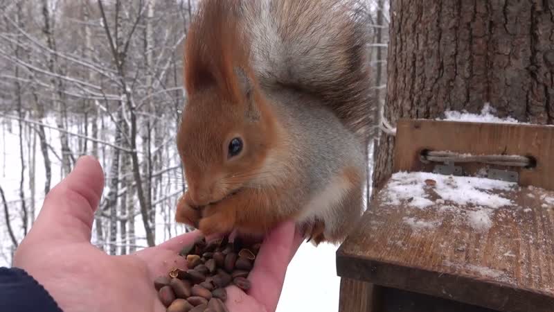 Симпатичная рыжая белка, Cute red