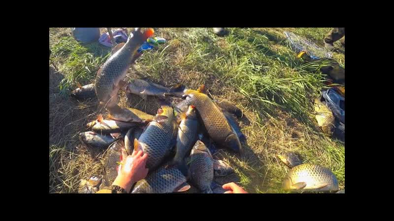 РЫБАЛКА МЕЧТЫ САЗАНИЙ РАЙ ПРОДОЛЖАЕТСЯ ЗА БЕШЕНЫМ КЛЕВОМ