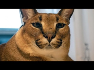 Big Floppa Gosha Loves Meat More Than Beer : Caracal