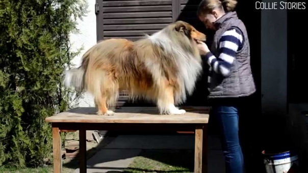 Fésülés Grooming ( Pascal, rough