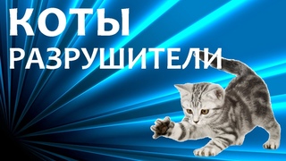КОТЫ РАЗРУШИТЕЛИ | НАВОДИМ ПОРЯДОК