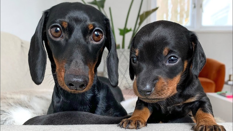 Dachshund puppies 25 days