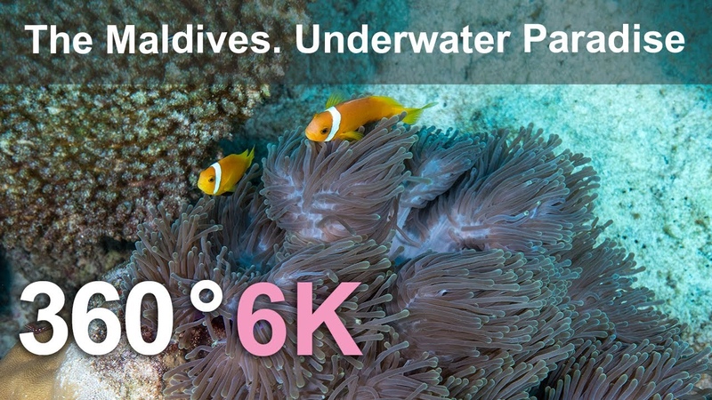 The Maldives. Underwater Paradise. Relaxing 360 video in 8