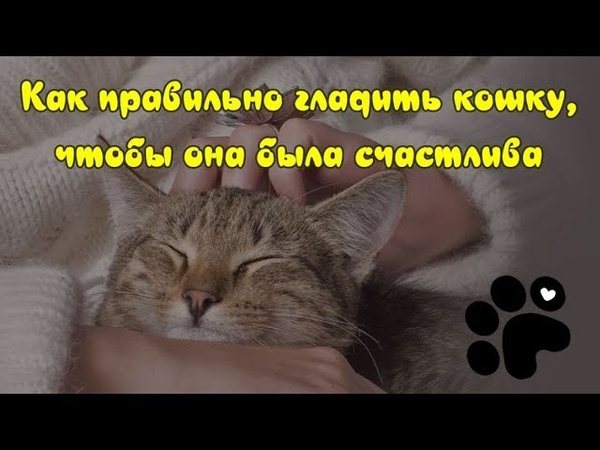 КАК ПРАВИЛЬНО ГЛАДИТЬ КОШКУ, ЧТОБЫ ОНА БЫЛА СЧАСТЛИВА HOW TO PET