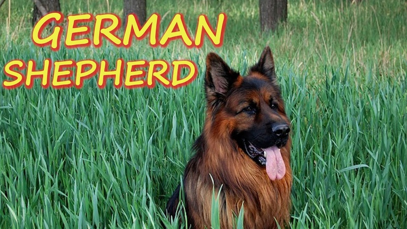 GERMAN SHEPHERD A versatile and popular dog breed, prized for its excellent