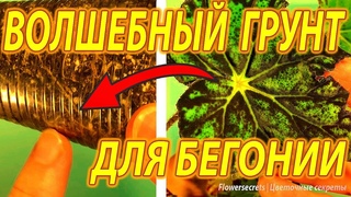 ИДЕАЛЬНЫЙ ГРУНТ ДЛЯ БЕГОНИИ. Лучший состав для бегонии ампельной, клубневой | flowersecrets