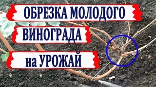 После ЭТОЙ ОБРЕЗКИ винограда гарантировано получаем УРОЖАЙ. Как обрезать 2х и 3х летние кусты.