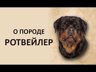 О породе РОТВЕЙЛЕР. Интервью. Васильева М. Н. и Деркач А. А.