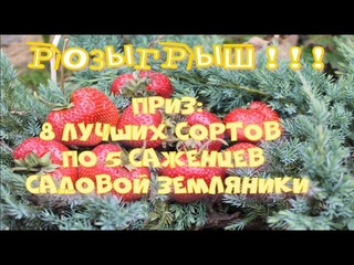 Розыгрыш земляничного приза к Рождеству
