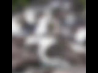 zinaida_gid_20200624_161151.mp4