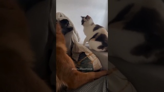 dogs being idiots part 56 #funny #goldens #funnypets #lovegoldens #funnyanimals #pets #cutegolden