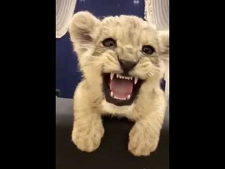 Маленький, милый львенок пытается рычать