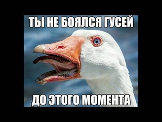 Весёлые картинки №1