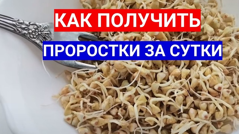 ПОЛУЧИЛА ПРОРОСТКИ В БАНКЕ ВСЕГО ЗА СУТКИ ПРОСТАЯ СХЕМА