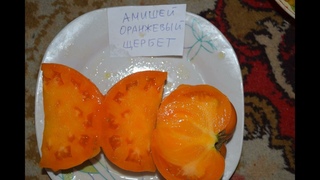 Самый лучший томат в мире 2023г.!Высокоурожайный и сладкий томат сорта АМИШЕЙ ОРАНЖЕВЫЙ ЩЕРБЕТ #дача