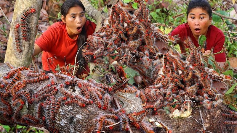 Two Sister finding natural fruit meeting a lot of Worms Cooking Worms and eating Survival