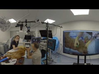 Берем ликвор у кота (видео 360)