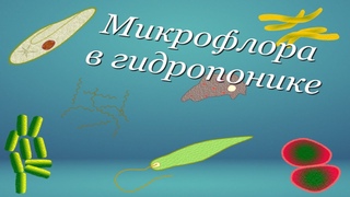 Микрофлора в гидропонике